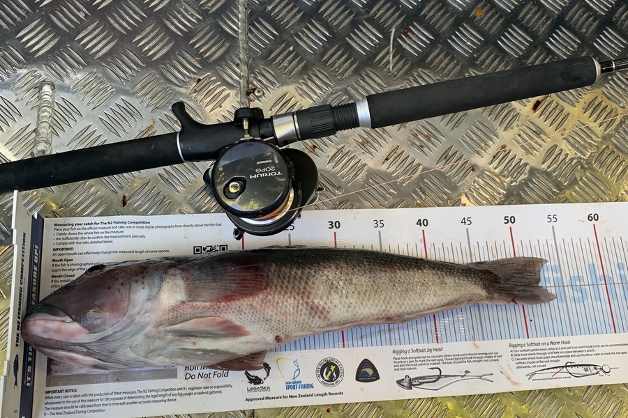 Geoffrey Cranke caught this 52.0cm Blue Cod at Akaroa  during The Export NZ Fishing Competition