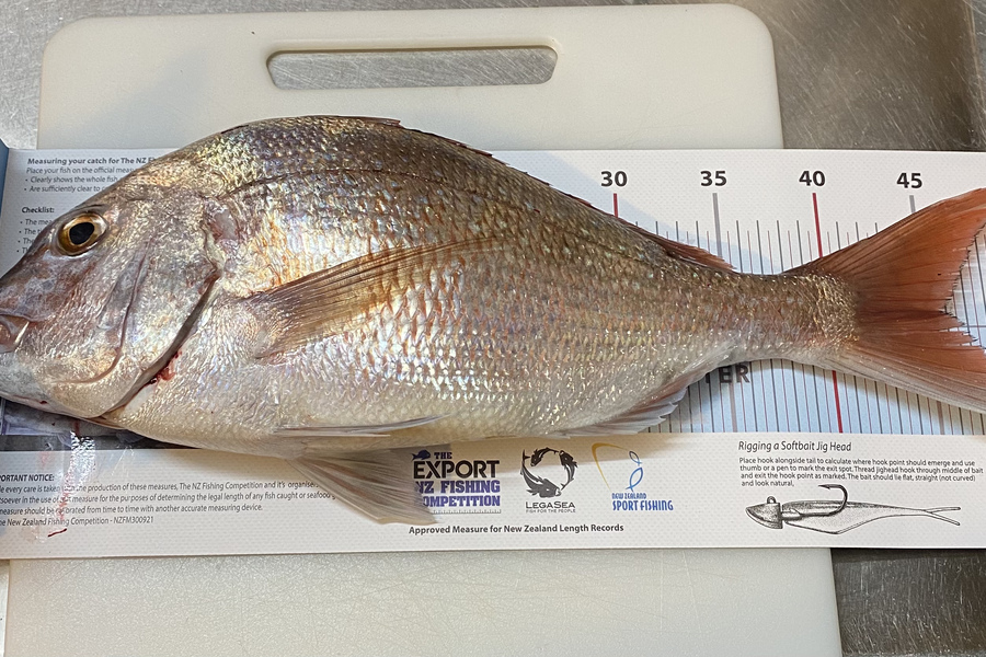 Phil Lynch caught this 45.0cm Snapper at Alderman Islands during The Export NZ Fishing Competition