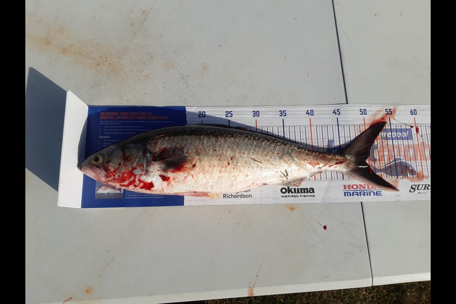 turi  Dallas  caught this 49.0cm Kahawai at Southland  during The Export NZ Fishing Competition