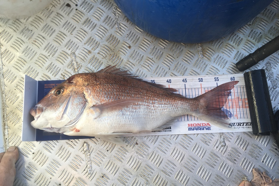 Tony Dodson caught this 55.0cm Snapper at Omaio  during The Export NZ Fishing Competition