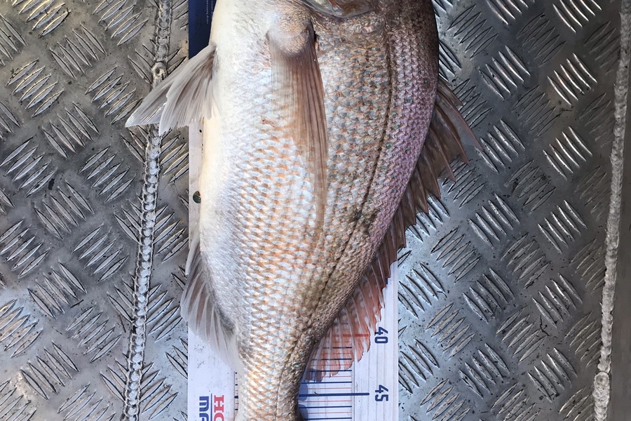 Ejay Douglas caught this 55.0cm Snapper at Whanganui during The Export NZ Fishing Competition