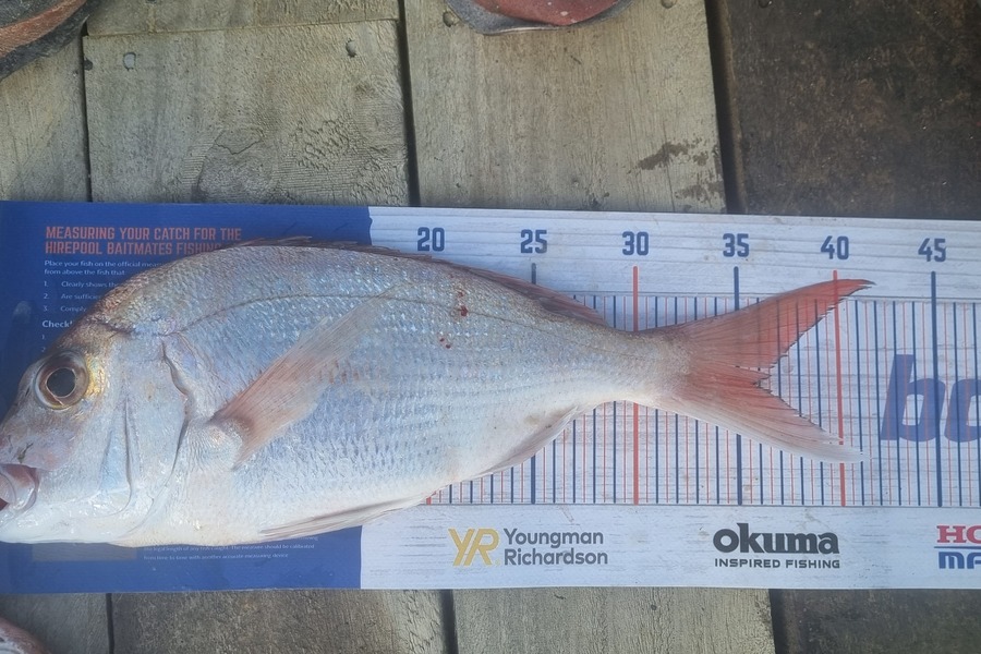 Liam Pascoe caught this 35.5cm Snapper at Tiritiri during The Export NZ Fishing Competition