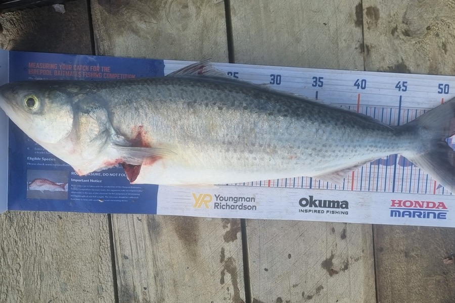 Liam Pascoe caught this 50.5cm Kahawai at Tiritiri during The Export NZ Fishing Competition