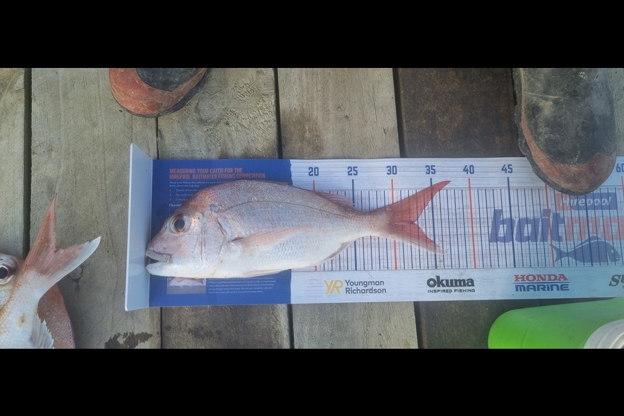 Liam Pascoe caught this 32.0cm Snapper at Tiritiri during The Export NZ Fishing Competition