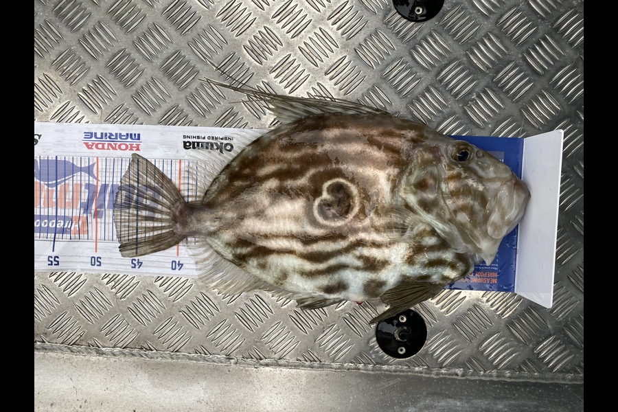 Jason Anderson caught this 48.0cm John Dory at Marlborough Sounds during The Export NZ Fishing Competition