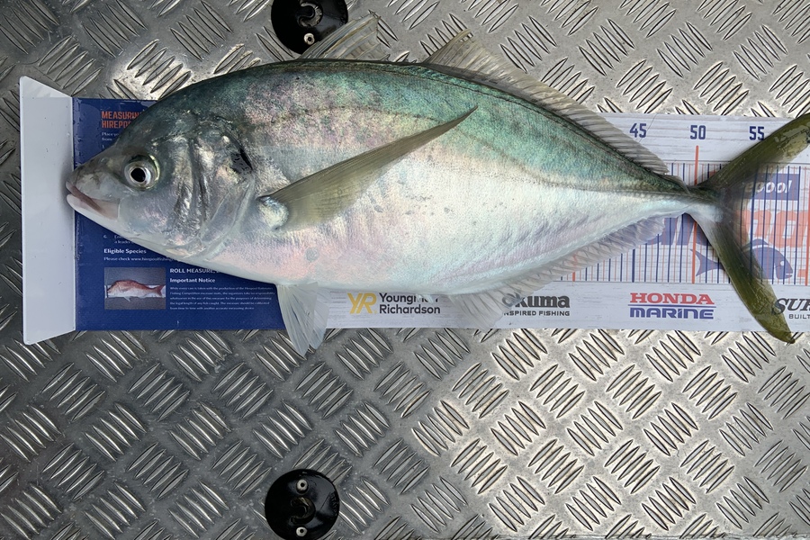 Laura Solomon caught this 54.0cm Trevally at Marlborough sounds  during The Export NZ Fishing Competition