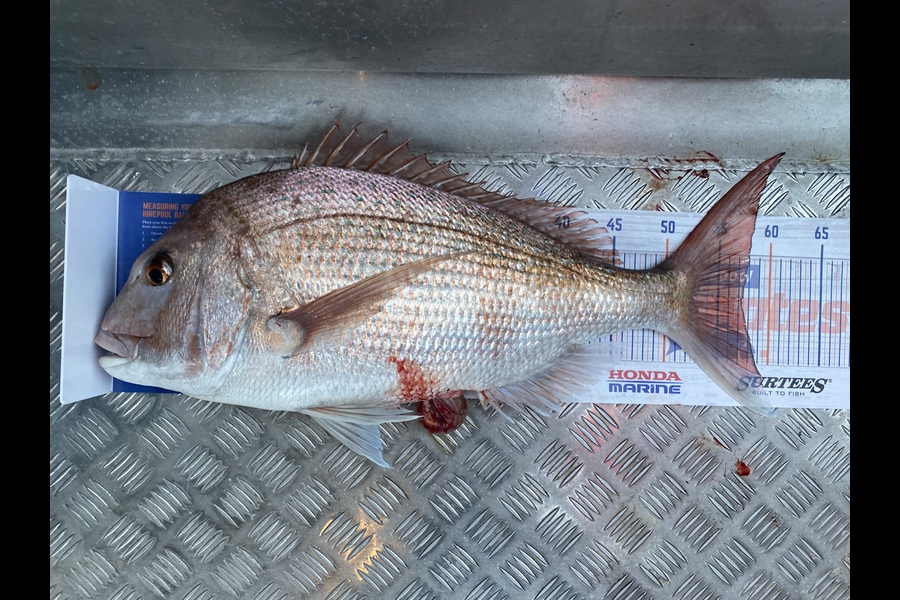 Jason Anderson caught this 57.0cm Snapper at Marlborough Sounds  during The Export NZ Fishing Competition