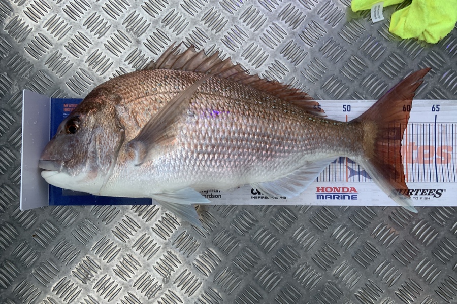Laura Solomon caught this 59.0cm Snapper at Marlborough sounds  during The Export NZ Fishing Competition