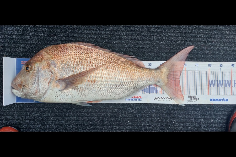 Max Happer caught this 68.0cm Snapper at Nelson during The Export NZ Fishing Competition