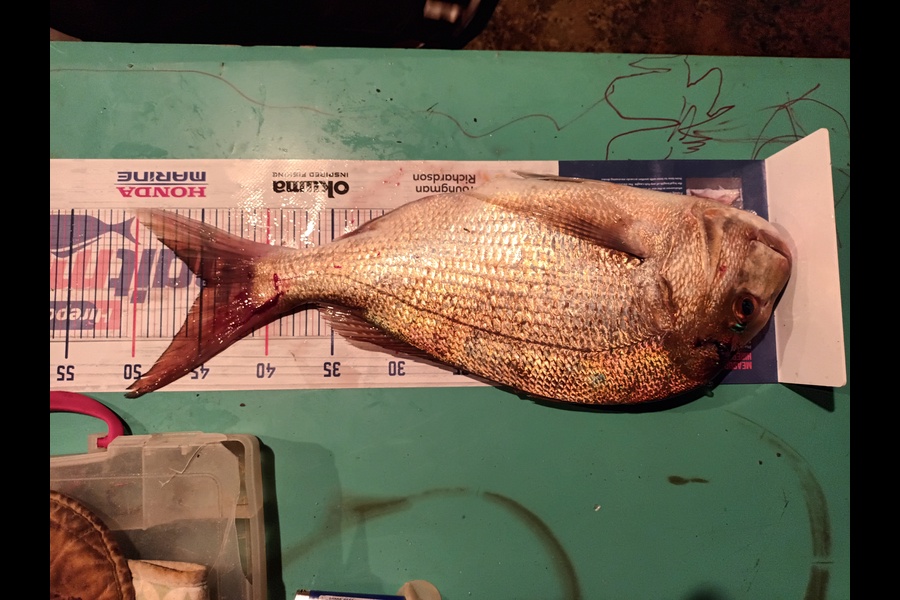 Tom Moengaroa caught this 44.5cm Snapper at Kaiaua Mussel farm during The Export NZ Fishing Competition