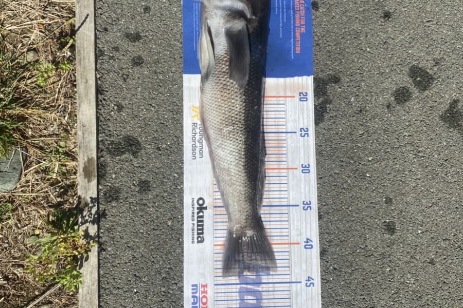 Josh Woodley caught this 43.0cm Blue Cod at Nelson during The Export NZ Fishing Competition