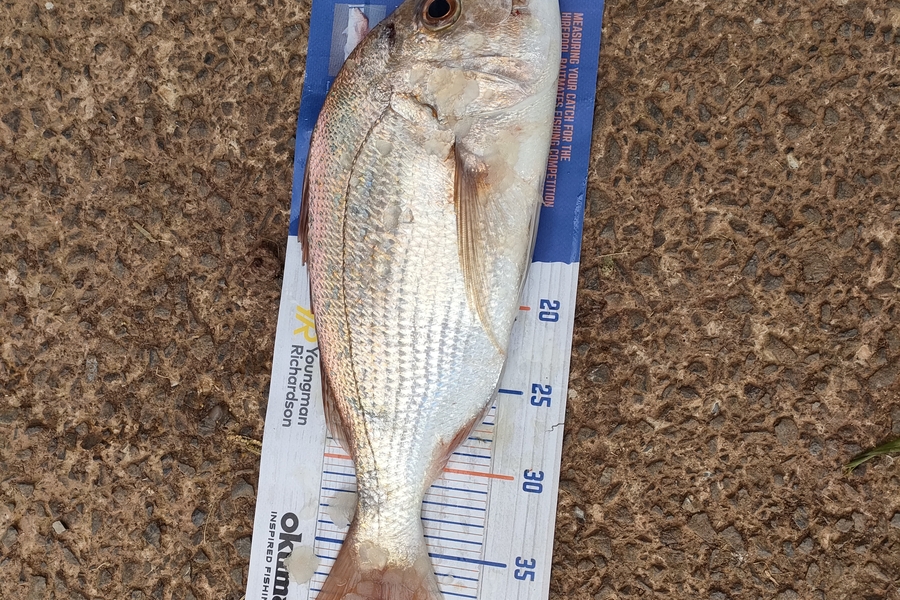 Yvonne Holt caught this 39.5cm Snapper at Mangonui  during The Export NZ Fishing Competition