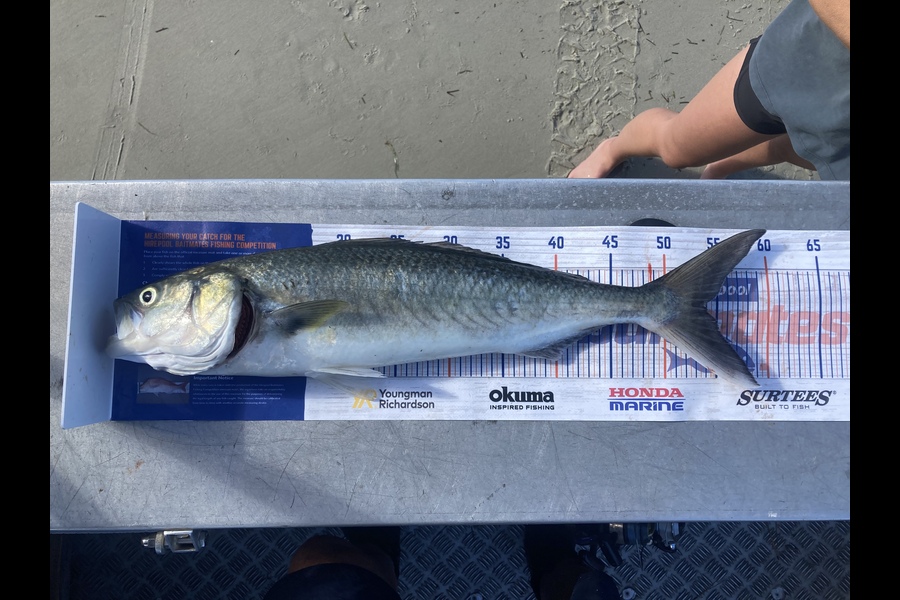 Craig Norton caught this 53.5cm Kahawai at Kaimaumau  during The Export NZ Fishing Competition