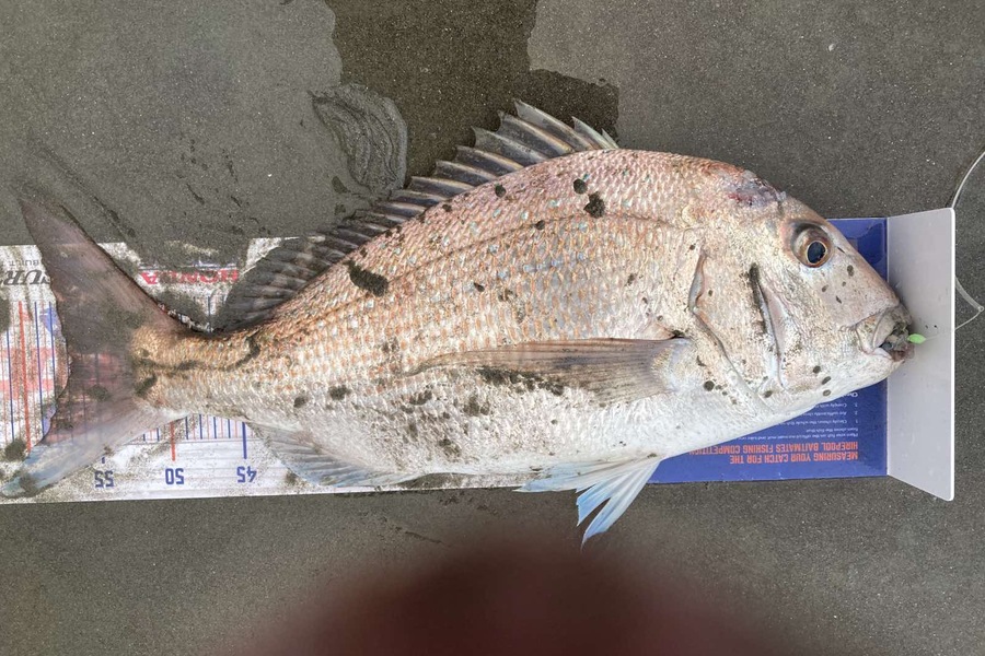 Viv Radich caught this 56.5cm Snapper at Foxton during The Export NZ Fishing Competition