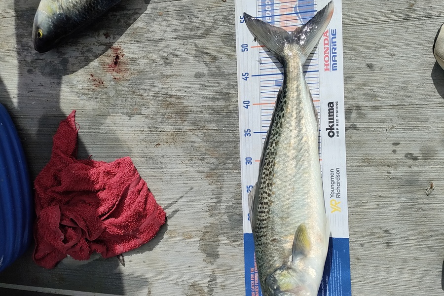 Yvonne Holt caught this 51.5cm Kahawai at Mangonui  during The Export NZ Fishing Competition
