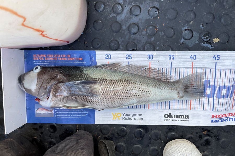 Dave Dickson caught this 43.0cm Blue Cod at cape Saunders during The Export NZ Fishing Competition