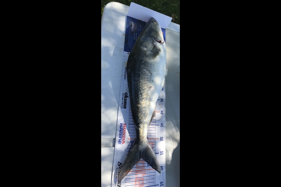 Summa Buchanan caught this 56.0cm Kahawai at Raglan during The Export NZ Fishing Competition