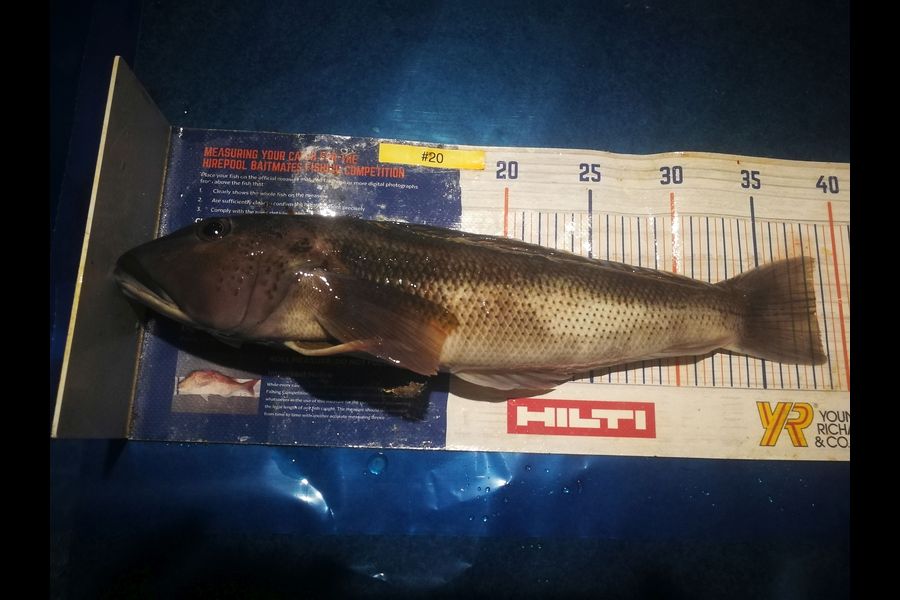 Leigh Page caught this 38.5cm Blue Cod at Wellington south coast during The Export NZ Fishing Competition