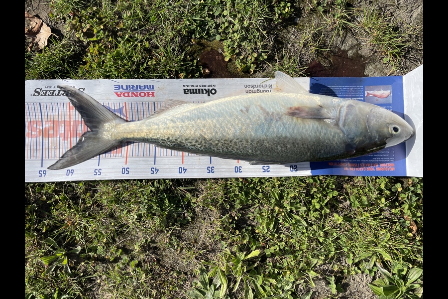 Matt Vieceli caught this 56.5cm Kahawai at Christchurch during The Export NZ Fishing Competition