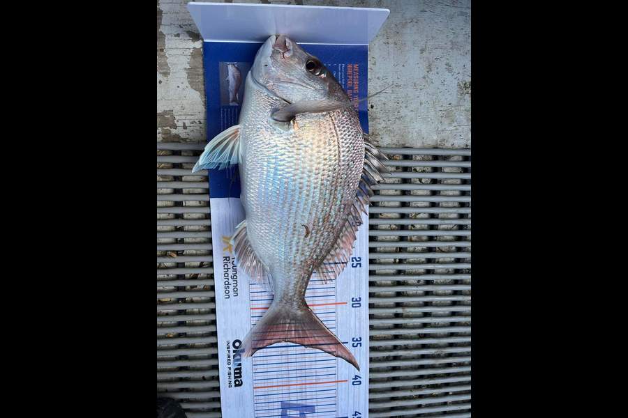 Liam Baker caught this 34.0cm Snapper at Kaipara during The Export NZ Fishing Competition