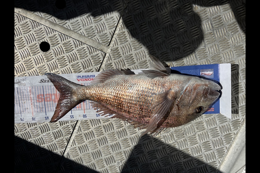 Arrum Ali caught this 58.5cm Snapper at Great Barrier Island during The Export NZ Fishing Competition