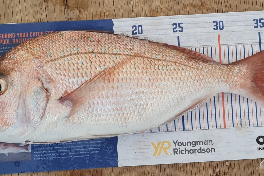 Cody Whitford caught this 36.5cm Snapper at Great Mercury Island during The Export NZ Fishing Competition