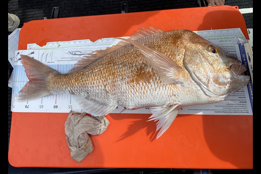 Dave Henderson caught this 70.0cm Snapper at Waiwera  during The Export NZ Fishing Competition