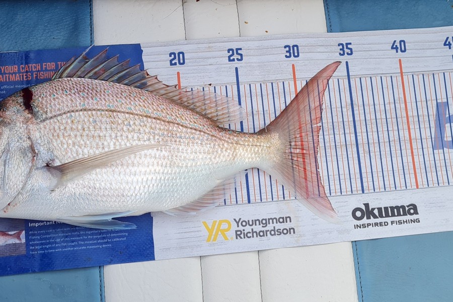 Cody Whitford caught this 31.0cm Snapper at Great mercury Island during The Export NZ Fishing Competition