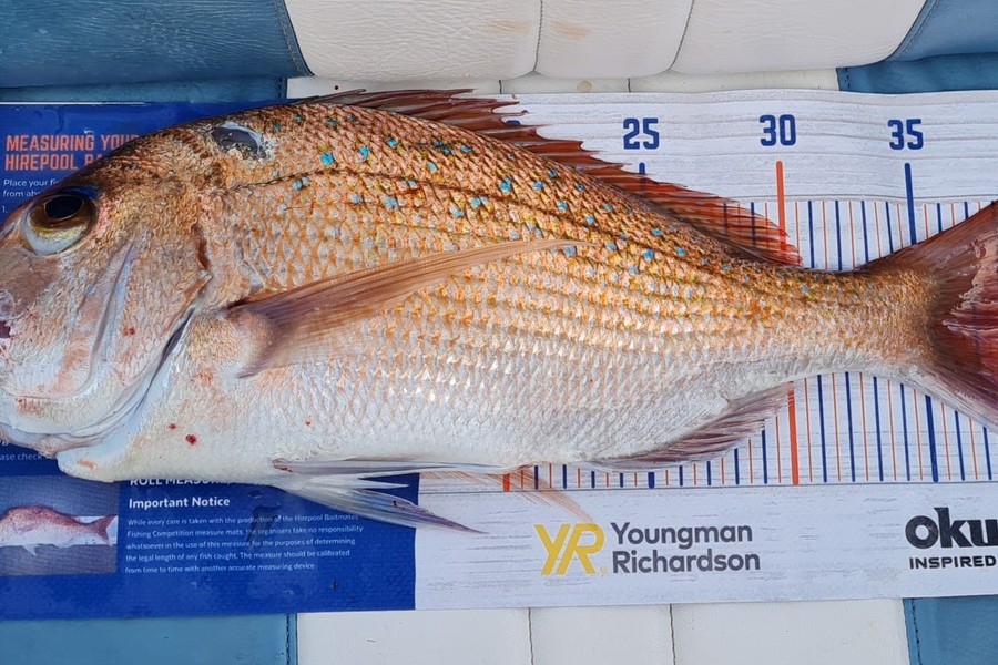 Cody Whitford caught this 38.0cm Snapper at Great Mercury Island during The Export NZ Fishing Competition