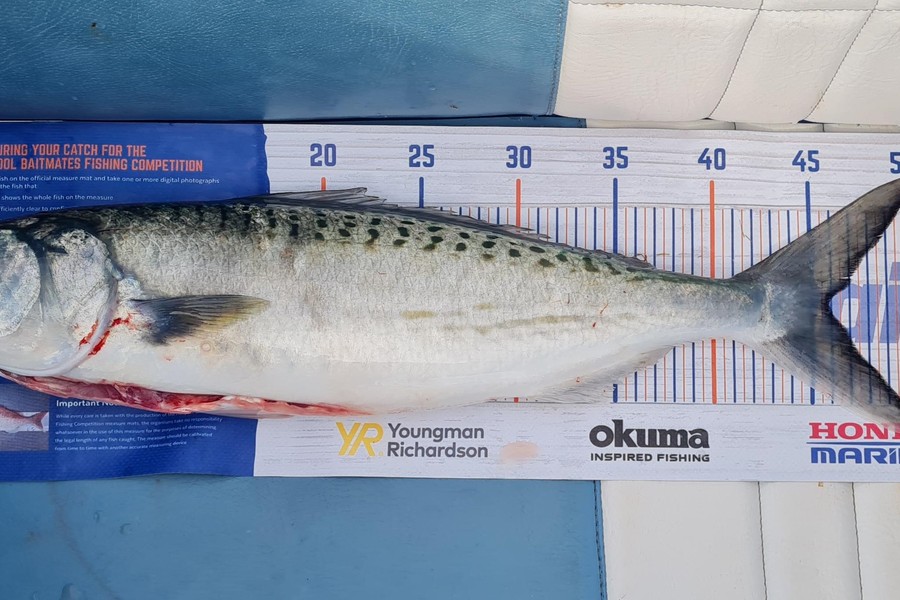 Cody Whitford caught this 46.0cm Kahawai at Great Mercury Island during The Export NZ Fishing Competition