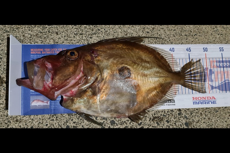 Aria Whitford caught this 49.0cm John Dory at Great Mercury Island during The Export NZ Fishing Competition