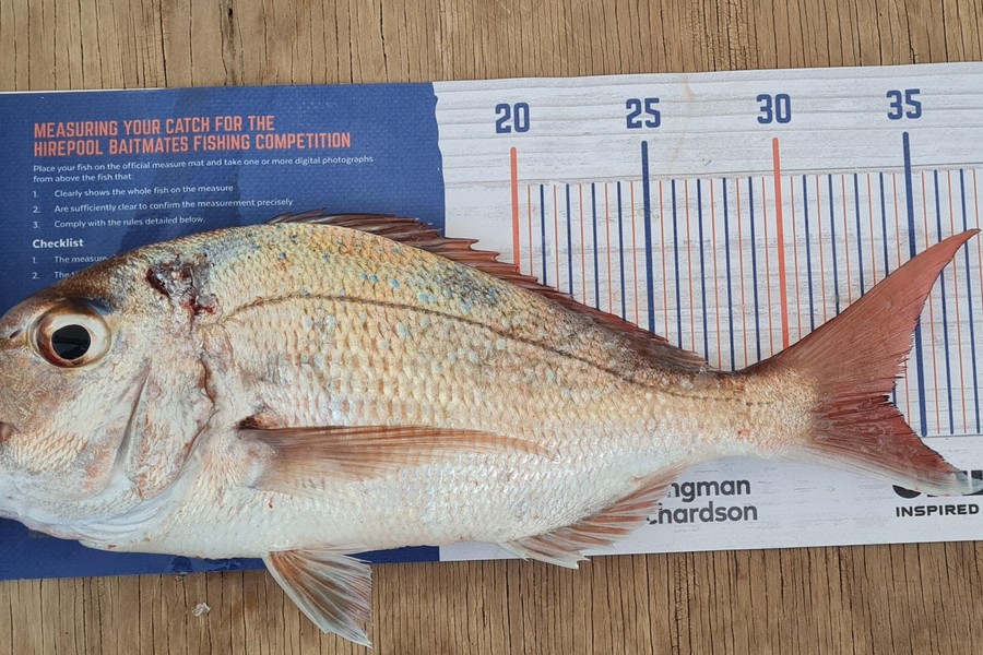 Aria Whitford caught this 33.5cm Snapper at Great Mercury Island during The Export NZ Fishing Competition