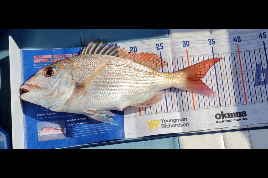 Aria Whitford caught this 31.5cm Snapper at Great Mercury Island during The Export NZ Fishing Competition