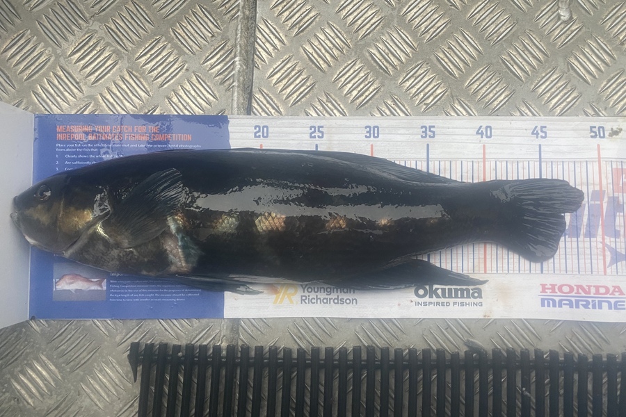 Keiran Bryant caught this 46.5cm Butterfish at Kapiti during The Export NZ Fishing Competition