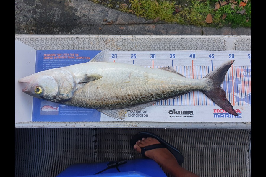 Norm Ngaira caught this 47.0cm Kahawai at Gisborne  during The Export NZ Fishing Competition