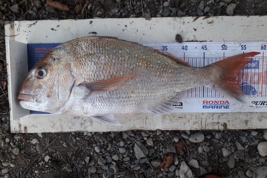 Ross Bolt caught this 53.0cm Snapper at Tangimoana  during The Export NZ Fishing Competition