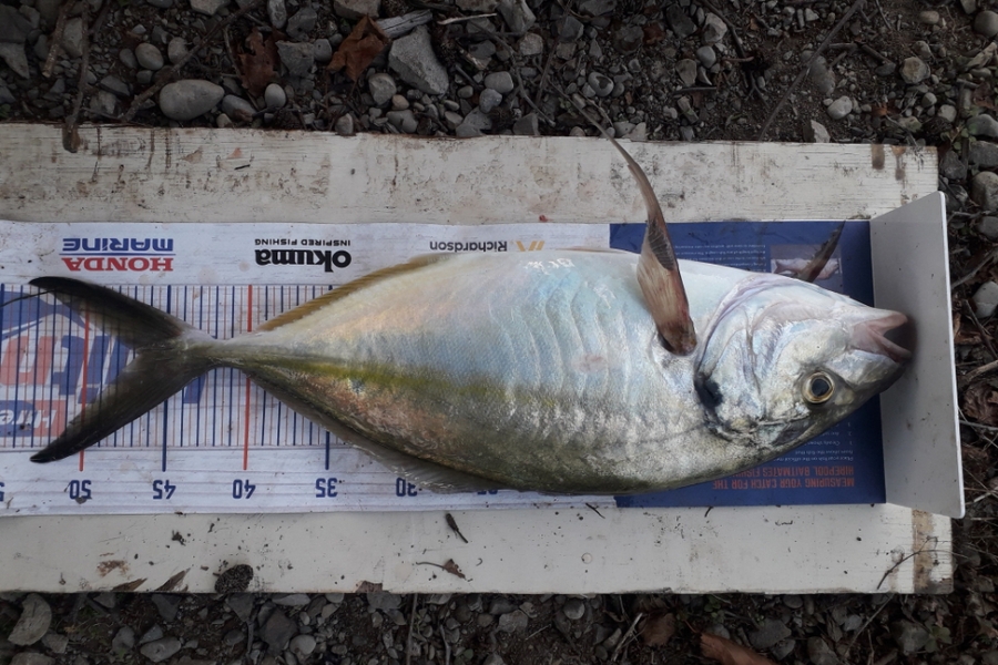 Dean Hollister caught this 46.5cm Trevally at Tangimoana  during The Export NZ Fishing Competition