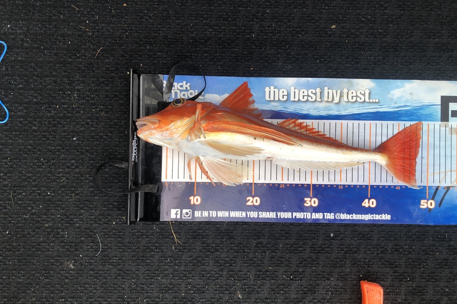 Andy Riley caught this 48.0cm Gurnard at Golden Bay during The Export NZ Fishing Competition