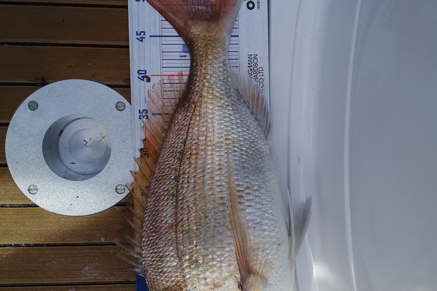 Gary Berwick caught this 51.0cm Snapper at Whangamata during The Export NZ Fishing Competition