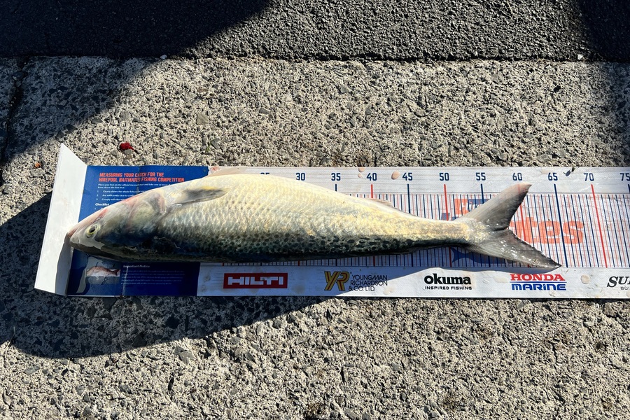 Renea Wheeler caught this 57.5cm Kahawai at Raglan  during The Export NZ Fishing Competition