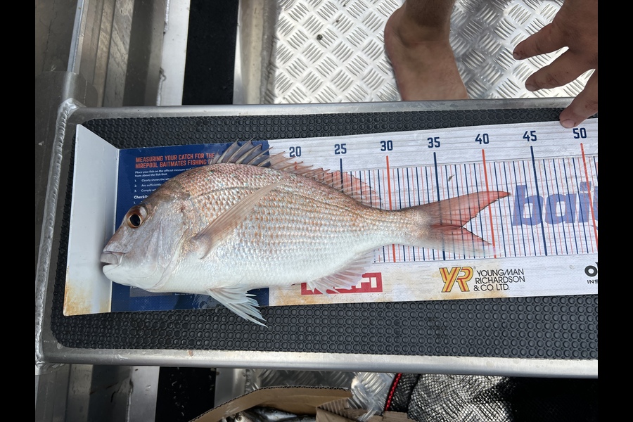 Lucy Barlow caught this 37.0cm Snapper at Thames during The Export NZ Fishing Competition