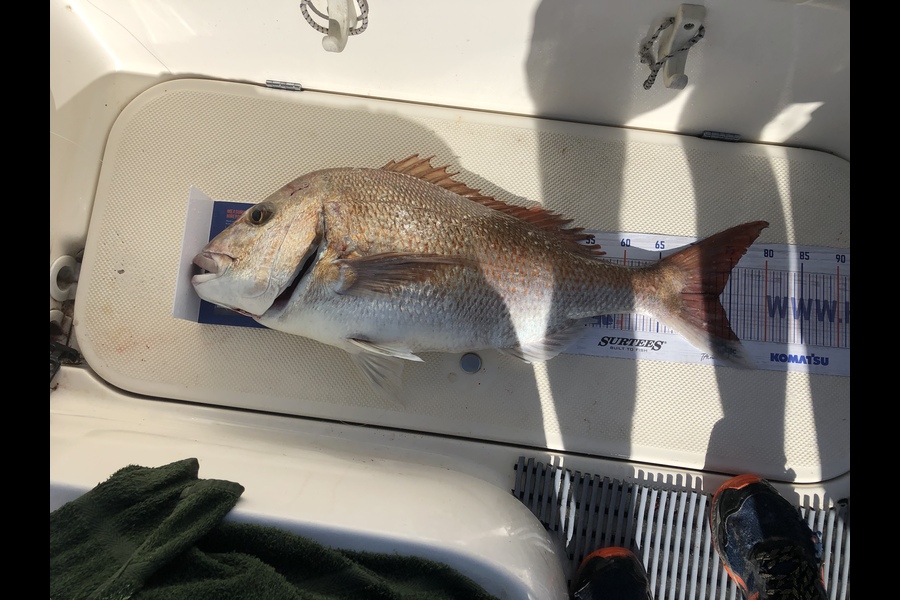Paul Bashford caught this 73.0cm Snapper at Whanganui during The Export NZ Fishing Competition