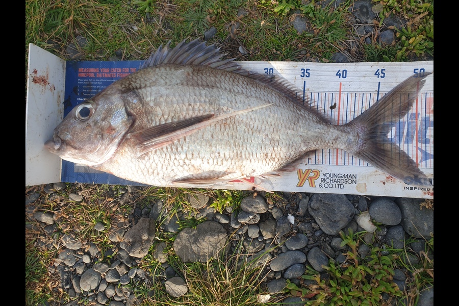 Rodney Niven caught this 46.0cm Tarakihi at Ngawi  during The Export NZ Fishing Competition