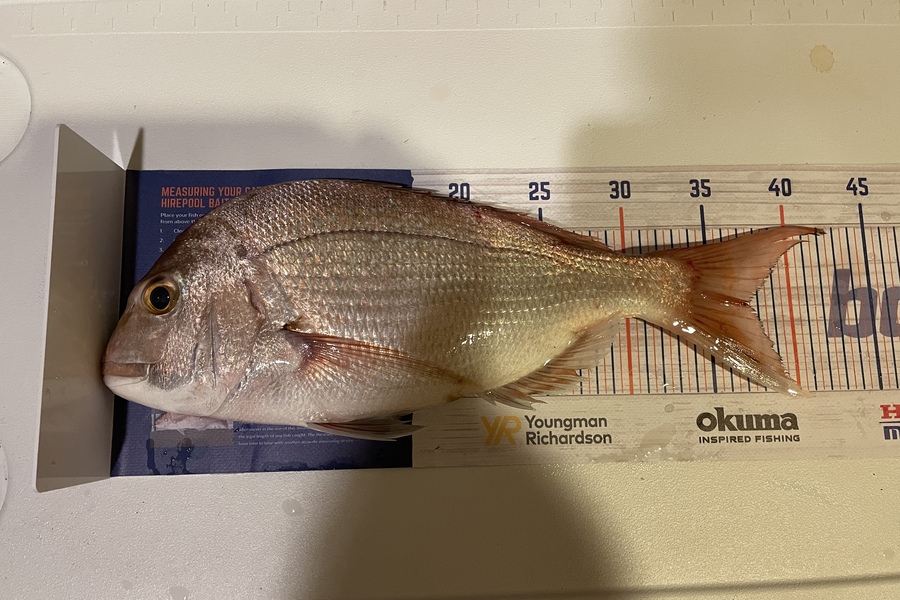 Sanal Kuriakose caught this 37.0cm Snapper at Murray bay wharf  during The Export NZ Fishing Competition