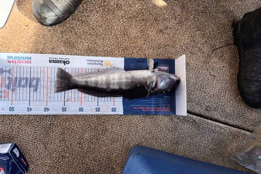 Mike Ashton caught this 37.5cm Blue Cod at Otago harbour during The Export NZ Fishing Competition
