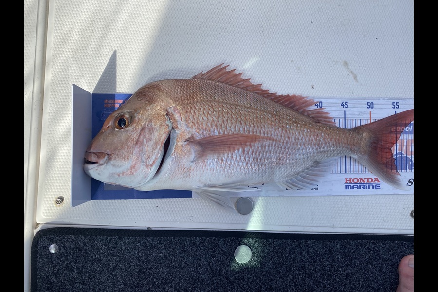 Matt Sealy caught this 54.0cm Snapper at Hauraki Gulf during The Export NZ Fishing Competition