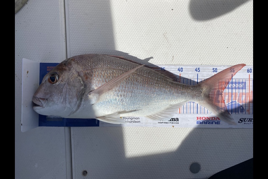 Matt Sealy caught this 52.0cm Snapper at Kawau Island during The Export NZ Fishing Competition