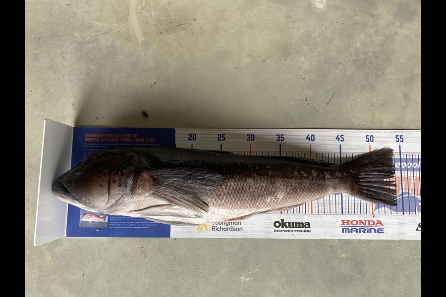 Blake Dassen caught this 54.0cm Blue Cod at Owaka  during The Export NZ Fishing Competition