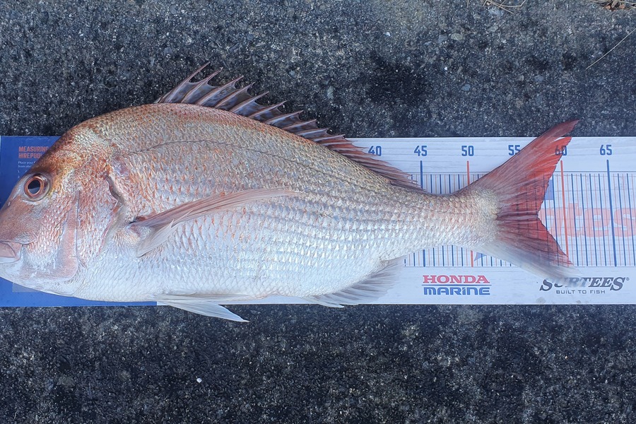 Logan Woods caught this 57.0cm Snapper at Kapiti during The Export NZ Fishing Competition