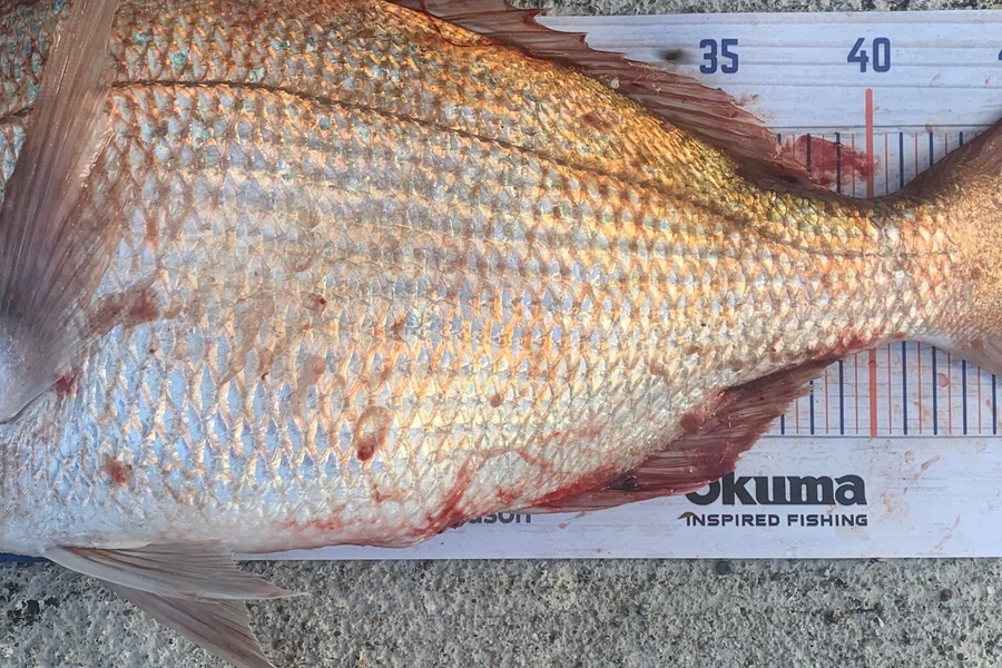 Chris Senior caught this 48.5cm Snapper at Lake Ferry during The Export NZ Fishing Competition